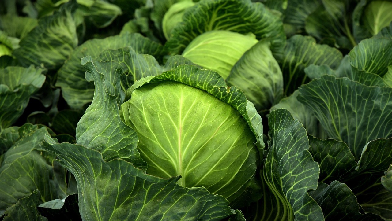 cabbage