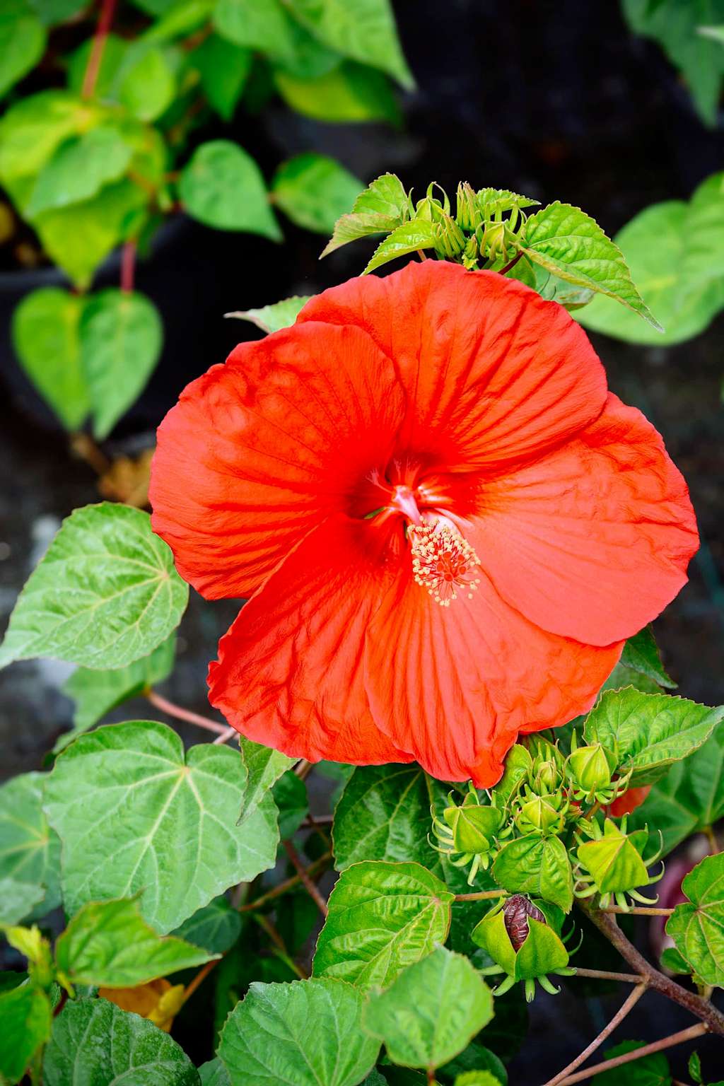 Cold Hardy Tropical Looking Plants