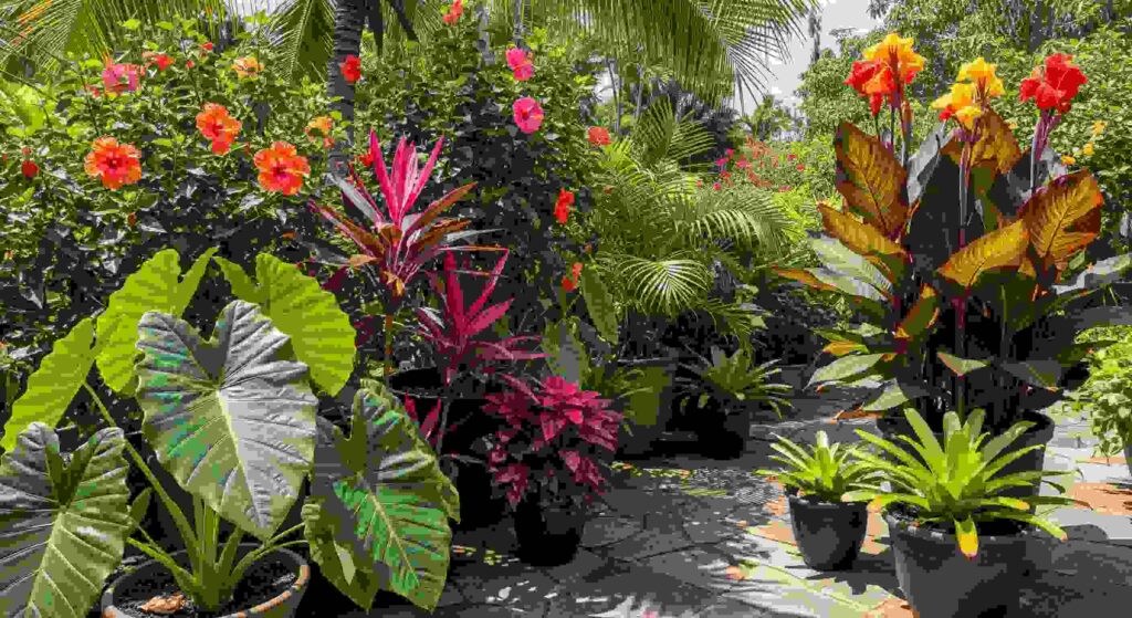 large tropical outdoor potted plants