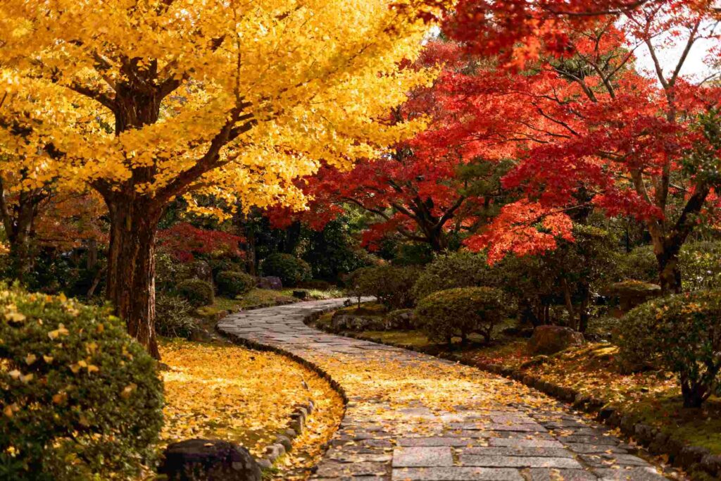 Golden ginkgo and red maple autumn foliage in a Tokyo garden pathway