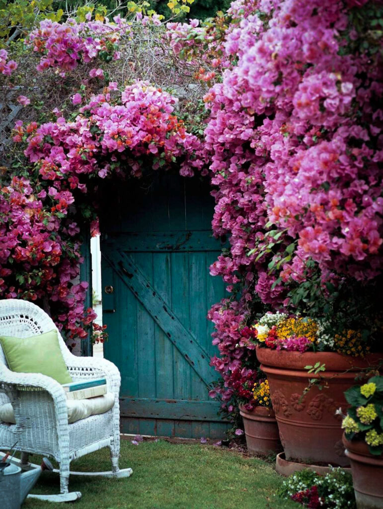 How to Grow Bougainvillea in Pots Complete Guide to Vibrant Blooms Year-Round