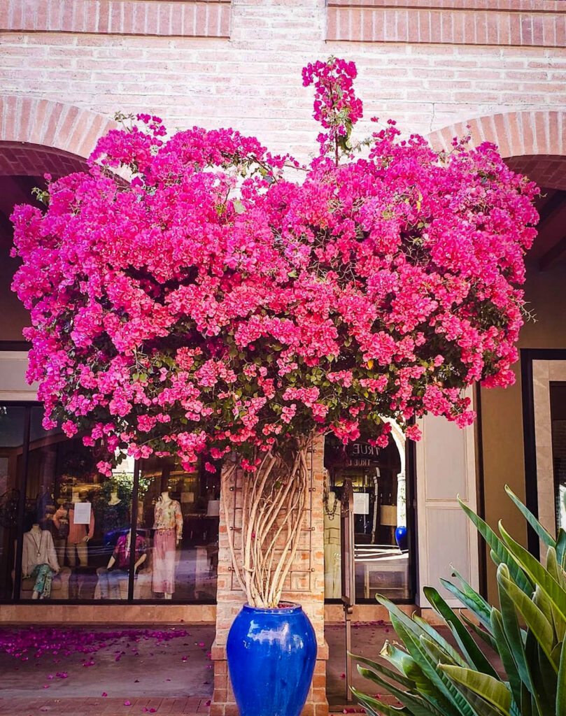 How to Grow Bougainvillea in Pots Complete Guide to Vibrant Blooms Year-Round