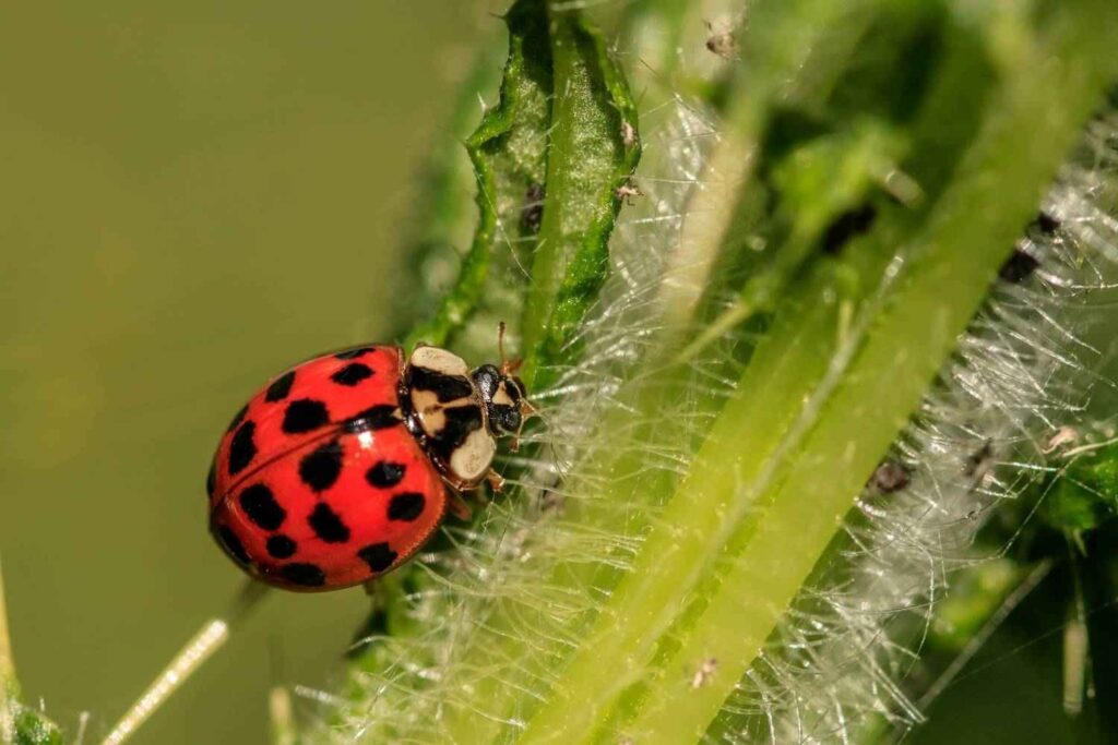 Natural Pest Control for Home Gardens