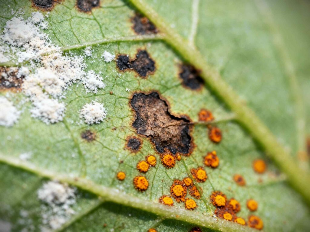 Natural Remedies for Plant Fungal Infections