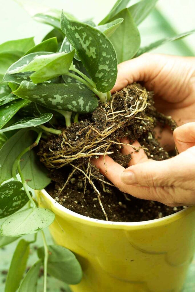 how to repot plants without damaging roots