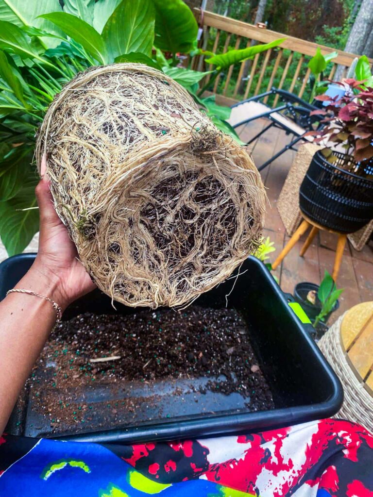 how to repot plants without damaging roots