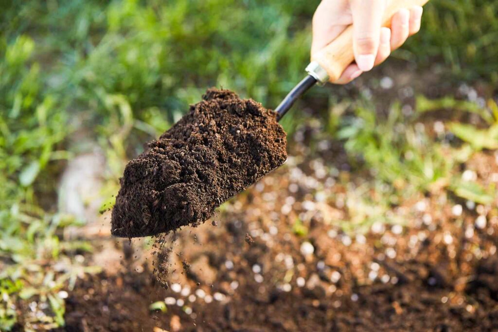 how to repot plants without damaging roots