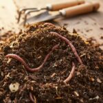 natural fertilizers for plants