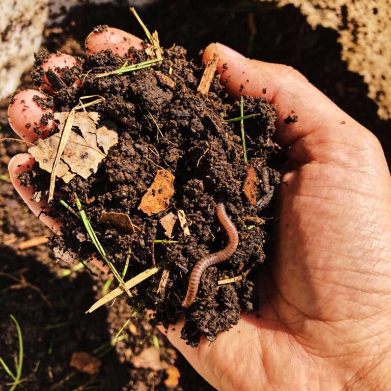 Organic Gardening Tips for Beginners USA