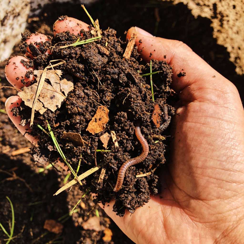 Organic Gardening Tips for Beginners USA