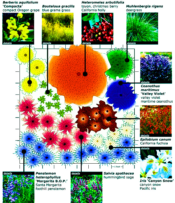 Native plants for eco gardening USA