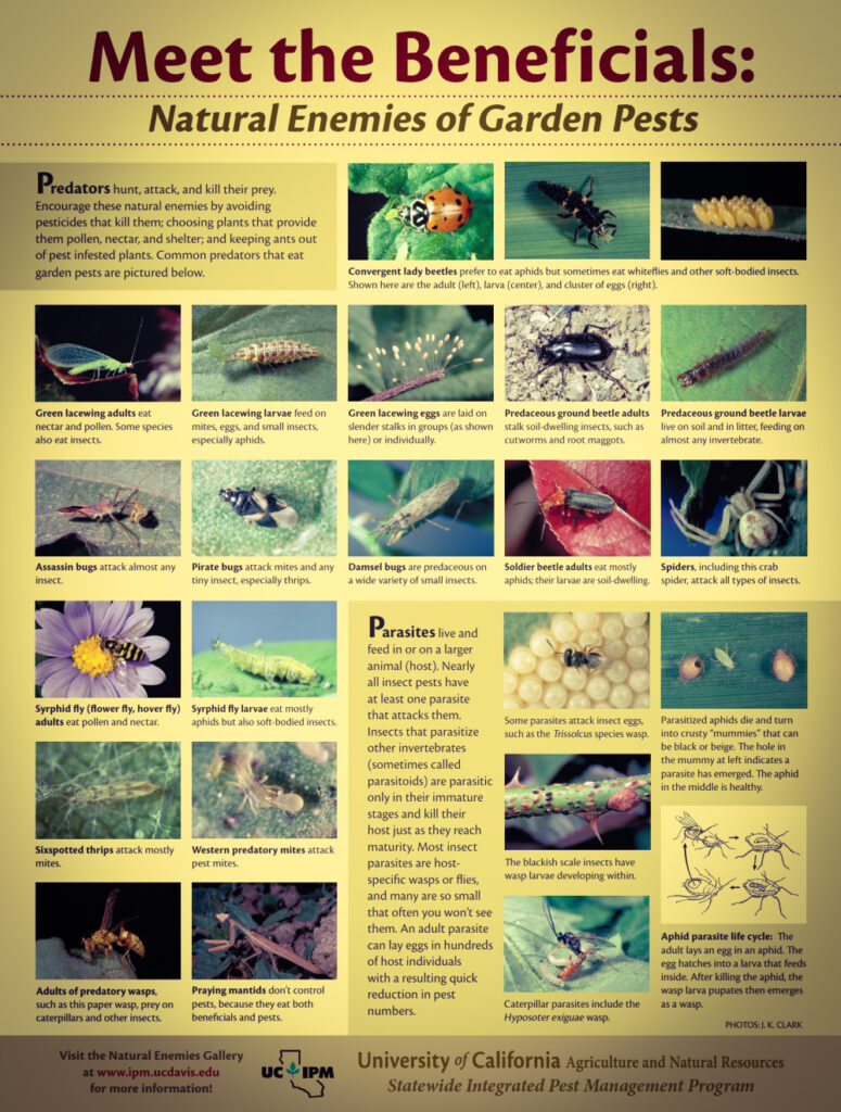 Native plants for eco gardening USA