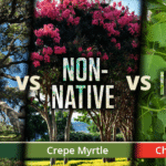 Native plants for eco gardening USA