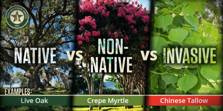 Native plants for eco gardening USA
