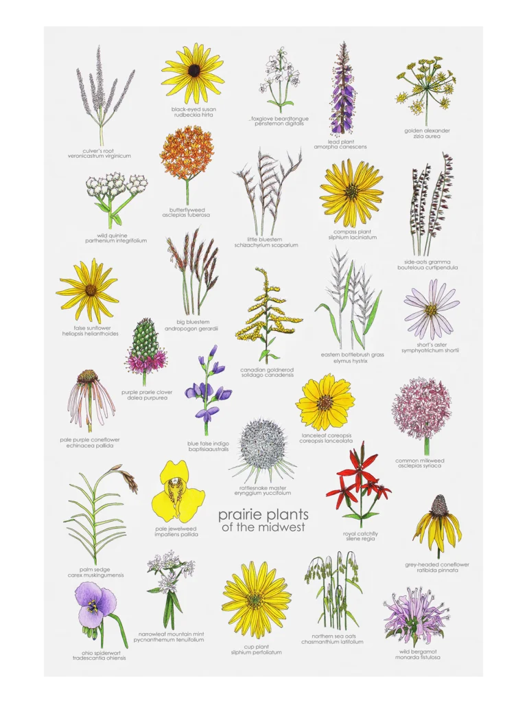 Native plants for eco gardening USA