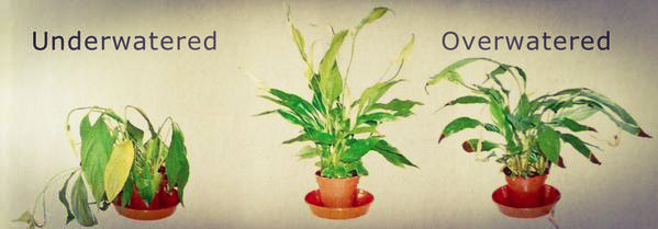 Native plants for eco gardening USA